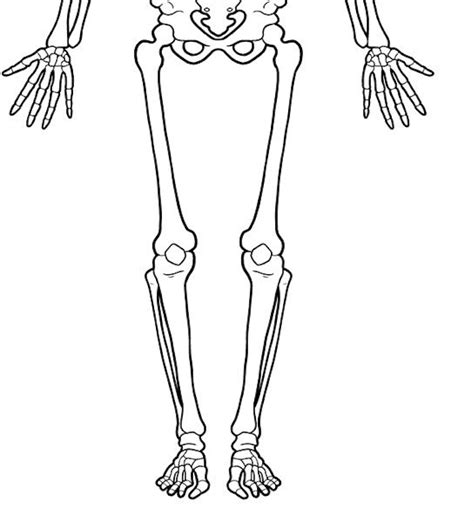 Bones In Skeleton Part 2 Diagram Quizlet