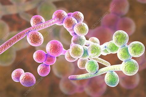 Candida Albicans Hyphae Stages Illustration Stock Image F018 3307