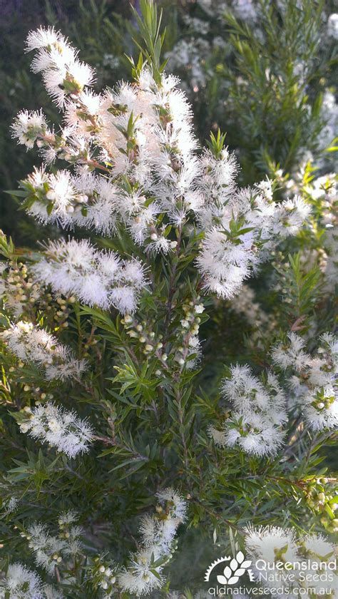 Melaleuca bracteata "Black Tea-Tree" - Plant Profiles - Queensland Native Seeds