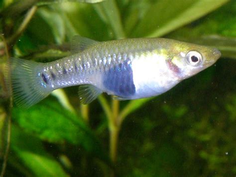 Algenfressende Fische In Der Bersicht Algen Im Aquarium