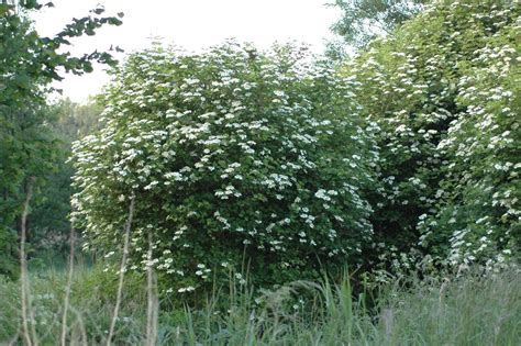 Viburnum opulus (Adoxaceae) image 27243 at