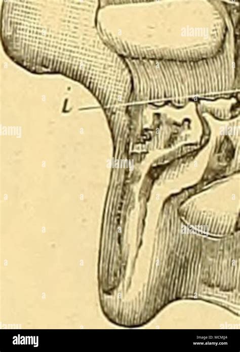 Foramen Stylomastoïdien Banque De Photographies Et Dimages à Haute