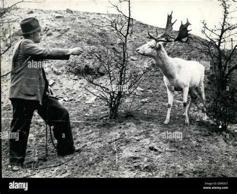 A stag hunting hi-res stock photography and images - Alamy