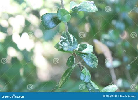 Ehretia Microphylla Synonym Carmona Retusa Also Known As The Fukien