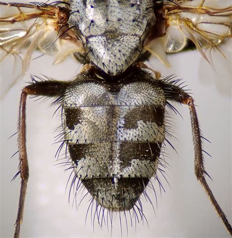 Phaonia Goberti Male Abdomen Ryton Wood Warwickshire Flickr