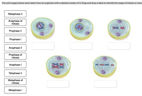 32 Label The Stages Of Mitosis Labels For You