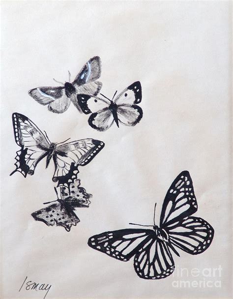 Butterflies And Moths Drawing by Rod Ismay