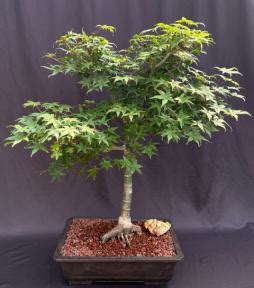 Weeping Red Dragon Japanese Maple Bonsai Tree (Acer palmatum dissectum 'Red Dragon') - Bonsai ...