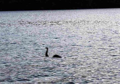 Il Mostro Di Loch Ness Esce Allo Scoperto Ecco Cosa Succede Nel Lago