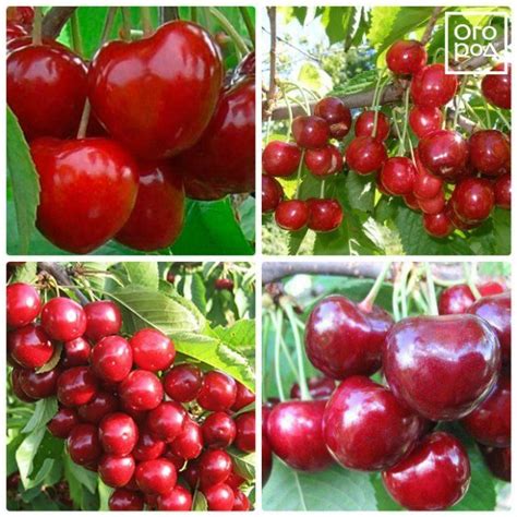 Лучшие сорта черешни для средней полосы и Подмосковья | В саду (Огород.ru)