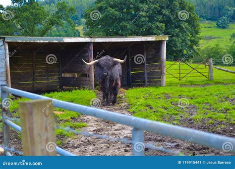 Hamish, the Highland Cow, in Kilmahog, Scotland Stock Image - Image of highlands, farming: 119915441