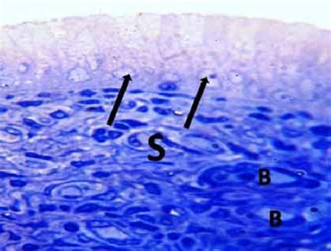 A Photomicrograph Of A Transverse Semithin Section Of The Endometrium