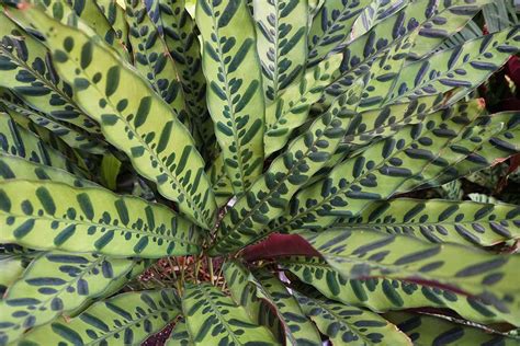 How To Grow And Care For Rattlesnake Plants Simplym Press