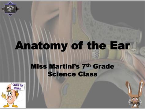 Anatomy Of The Ear Ppt