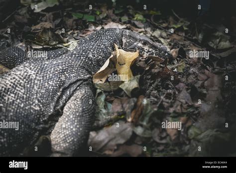 Monitor Lizard At Palawan Phillipines Stock Photo Alamy