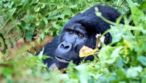 Extinction threatens 60% of world's primates - Futurity