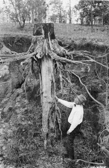 Tree Species - Longleaf Pine - Forest History Society