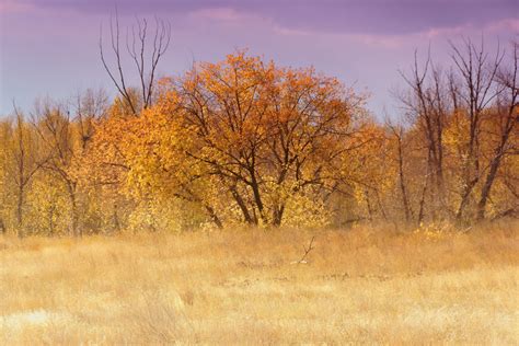 Fotos gratis paisaje árbol naturaleza bosque césped desierto