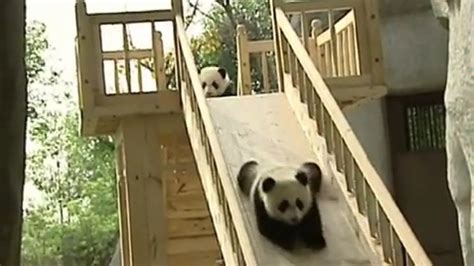 The National Zoo Welcomes Newborn Panda | fox8.com