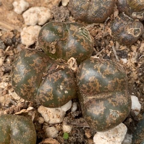 Conophytum Pellucidum 1415 1 Mesa Garden