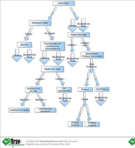 Microbiology Flowchart Unknown Bacteria Amulette