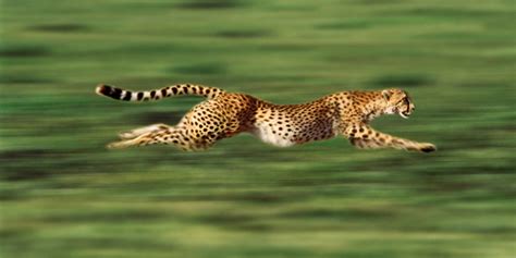 Cheetah In Action Cheetah Photo 37678508 Fanpop