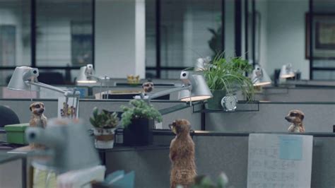 Geico Tv Spot Meerkats Spread Office Gossip Ispottv