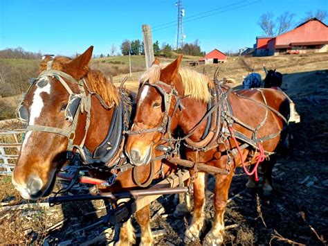 Pin by Michael Connelly on Amish Farms | Amish farm, Horses, Animals