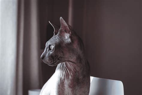 Sphynx Cat’s Hair Does It Exist Or Not? What’s The Truth?