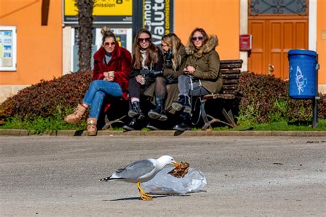 Veliki Uspjeh Na Podru Ju Pore A Smanjen Broj Galebovih Gnijezda Za