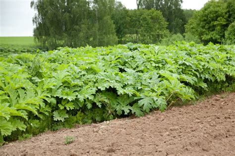 Giant Hogweed In Sunlight In Summer A Large Hogweed Plant Stock Photo