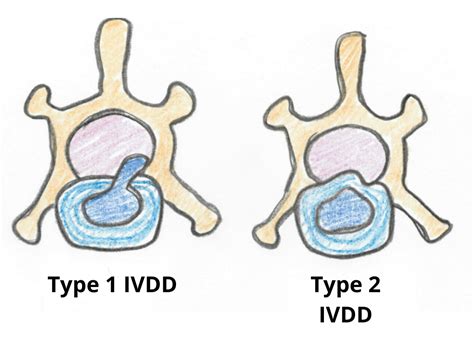 Could your dog have IVDD? - Pawsitively Fit Canine Rehabilitation ...