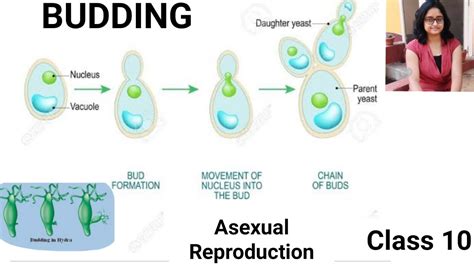 Budding An Asexual Mode Of Reproduction In Hydra And Yeast Class 10 Life Processes Youtube