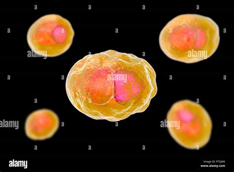 Chlamydia Trachomatis Bacteria Immagini E Fotografie Stock Ad Alta