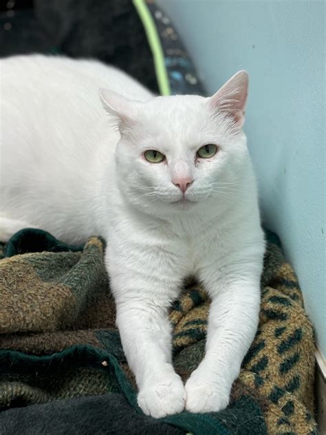 Cat for adoption - Soloman, a Domestic Short Hair in Cincinnati, OH