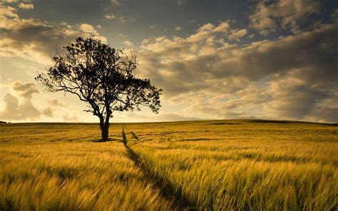 Tree in the golden field wallpaper | nature and landscape | Wallpaper ...