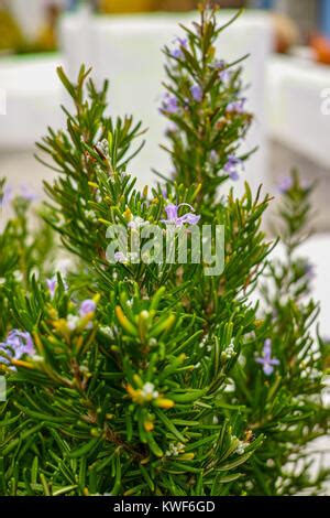 Rosmarinus Officinalis Gewachsen Wie Eine Hecke Rosmarin Rosmarys