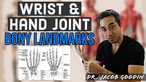 Wrist And Hand Anatomy Bony Landmarks Youtube