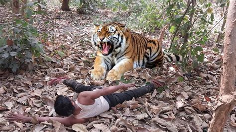 Tiger Attack Uttaranchal In The Forest Sslifeenjoy Abhikant9999 Youtube