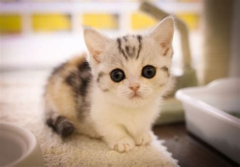 Munchkin Kitten Munchkin Kitten Kittens Cutest Munchkin Cat