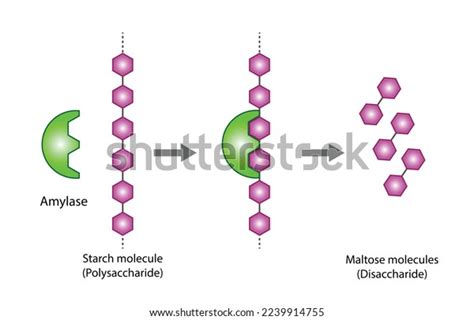 Carbohydrates Digestion Amylase Enzyme Catalyze Polysaccharide Stock Vector Royalty Free