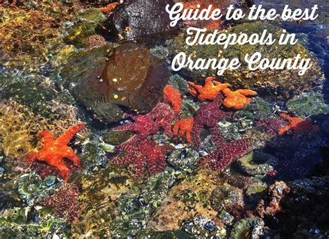 Guide To The Best Tide Pools In Orange County Oc Mom Blog