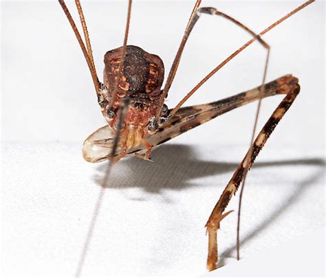 Opiliones - BugGuide.Net