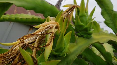 When Is The Right Time To Hand Pollinate Your Dragon Fruit To Be Successful In Producing Fruits