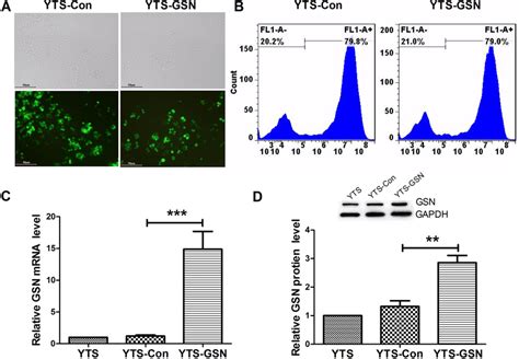 Transfection Ratio Of The Lenti Virus Containing Lenti Gsn Vector And