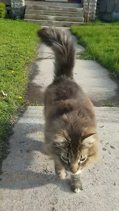 Random Stray Cat Walking Towards Me On My Way Out Sweet Fella Cute