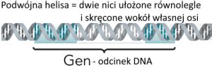 Dna No Nik Informacji Genetycznej Edulekcja