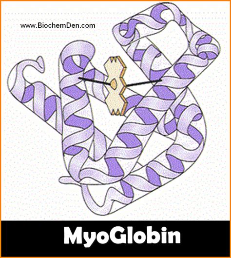 Myoglobin Structure Protein Folding Hydrogen Bond Ionic Bonding