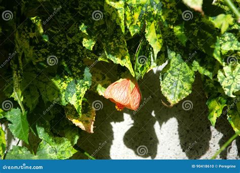 Abutilon Pictum Royalty Free Stock Photography Cartoondealer