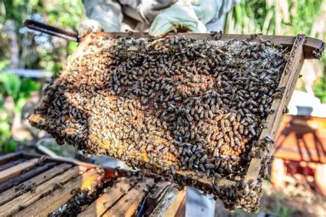 3 Types Of Bees In A Hive The Mystery Of The Hives Inhabitants Revive A Bee